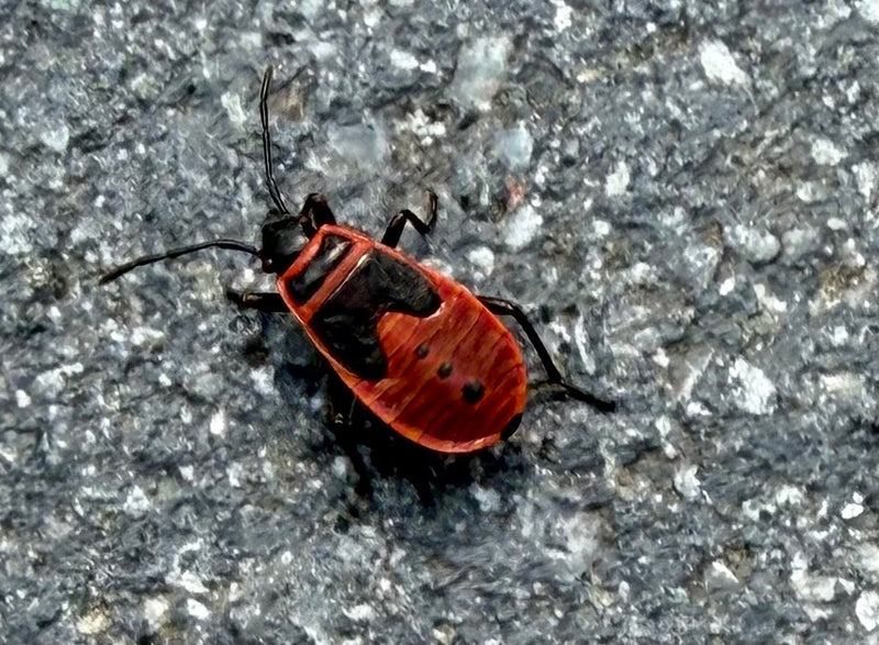 Eine rote Feuerwanzen-Nymphe mit schwarzen Musterungen sitzt auf einem grauen Steinboden. Die Aufsicht zeigt das Insekt in seiner typischen Umgebung.