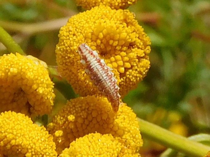 Auf dem Bild ist die Larve einer Gemeinen Florfliege zu sehen, die auf einer gelben Blüte sitzt.