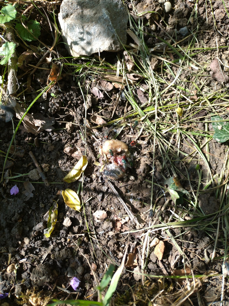 Gemeine Goldfliege — Bild 1