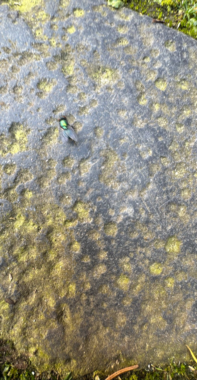 Gemeine Goldfliege — Bild 4