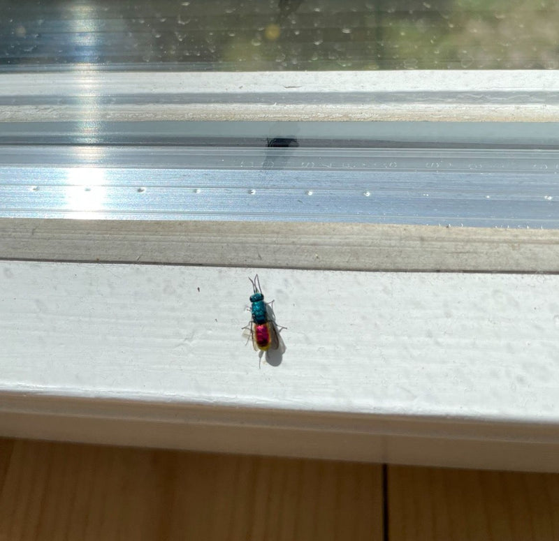 Gemeine Goldwespe — Bild 5