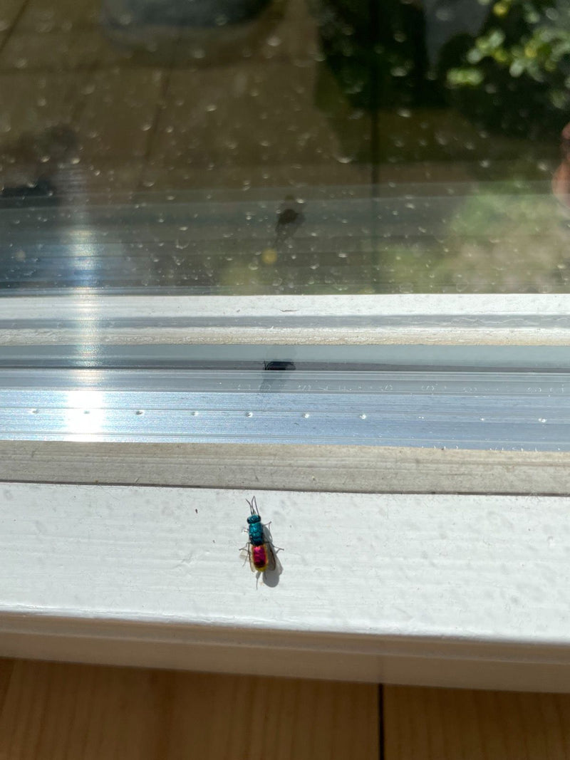 Gemeine Goldwespe — Bild 3