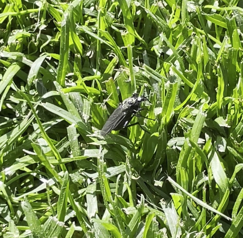 Märzfliege — Bild 4