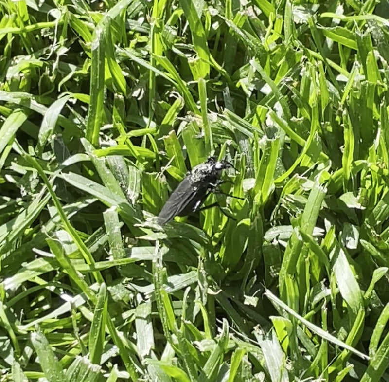Märzfliege — Bild 5
