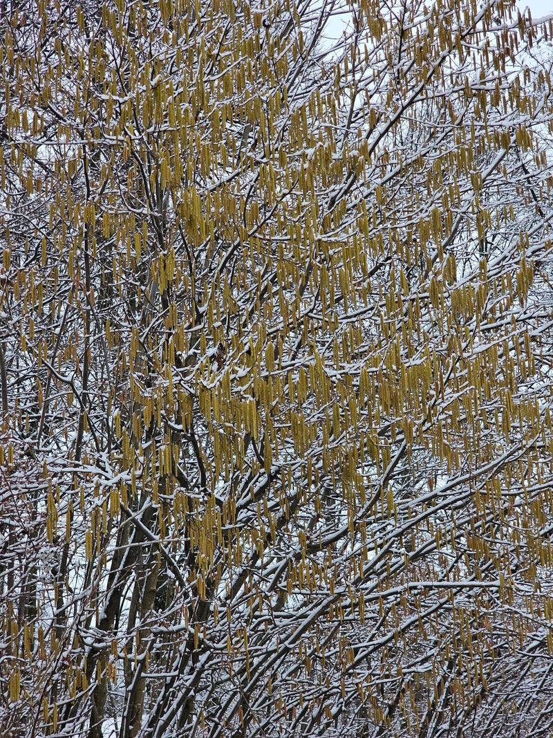 Haselnuss — Bild 1