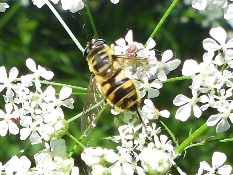 Gemeine Keilfleckschwebfliege — Bild 1