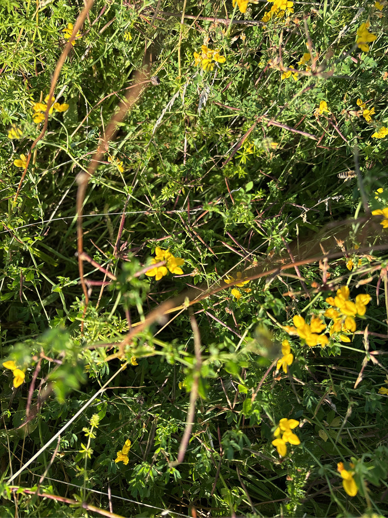 Gemeine Langbauchschwebfliege — Bild 1