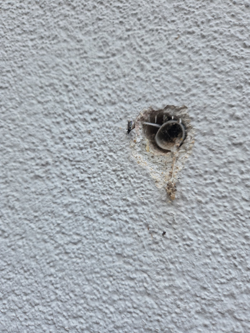Gemeine Mauerwespe — Bild 1
