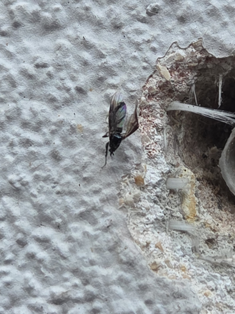 Gemeine Mauerwespe — Bild 2