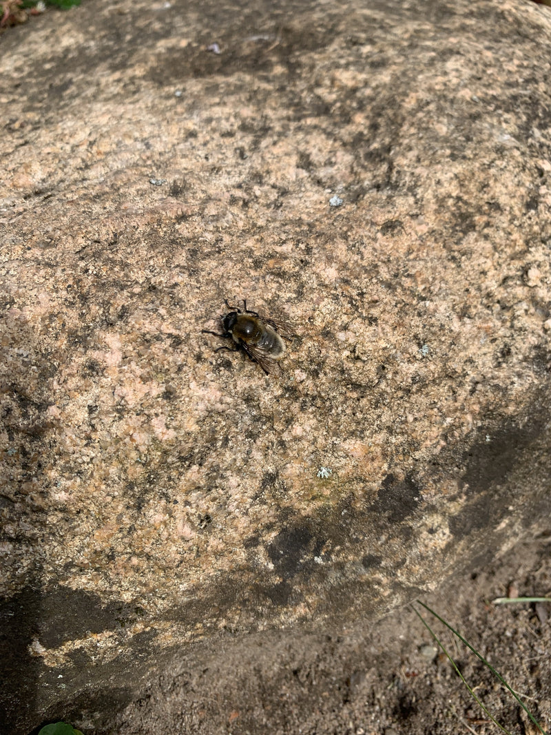 Bienenschwebfliege — Bild 2