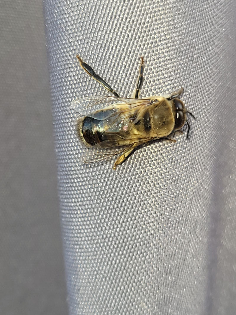 Bienenschwebfliege — Bild 3