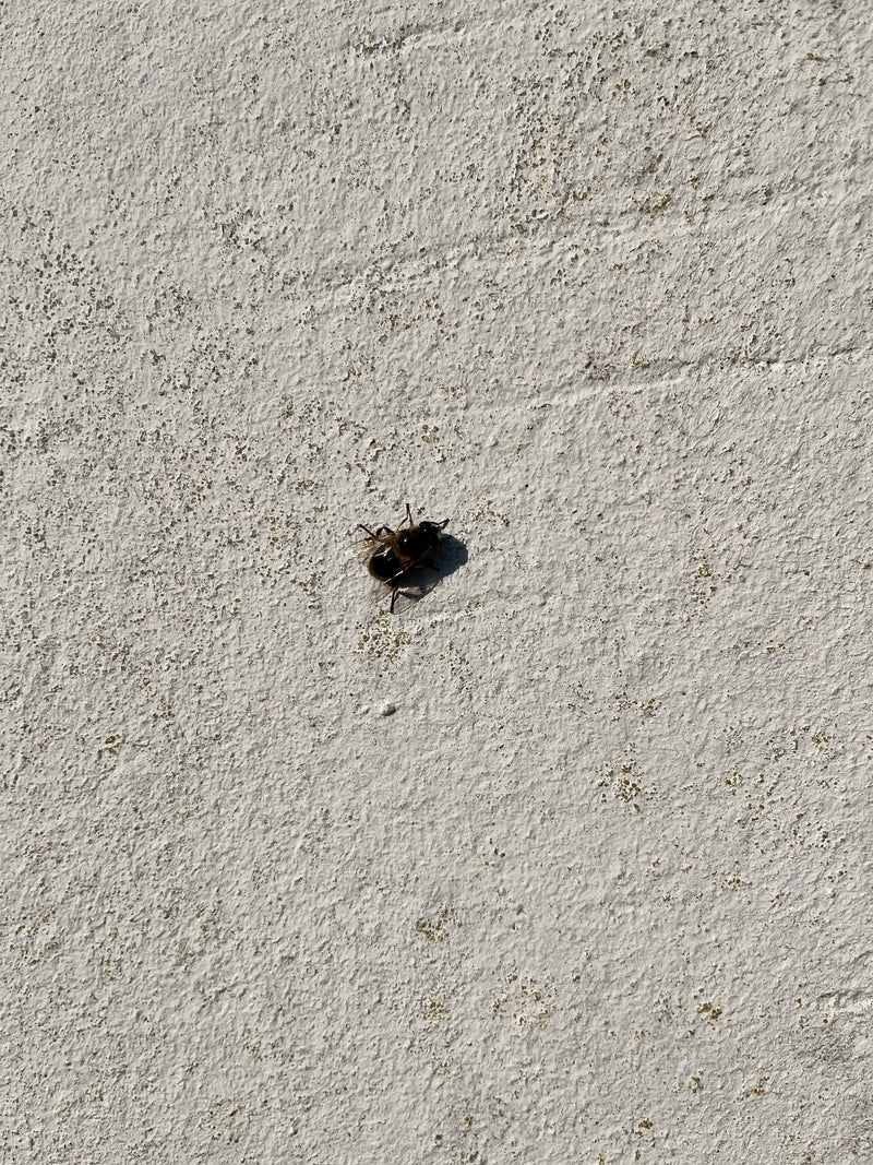 Bienenschwebfliege — Bild 4