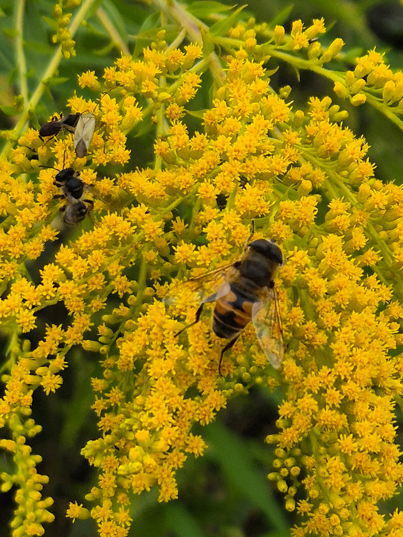 Bienenschwebfliege — Bild 5