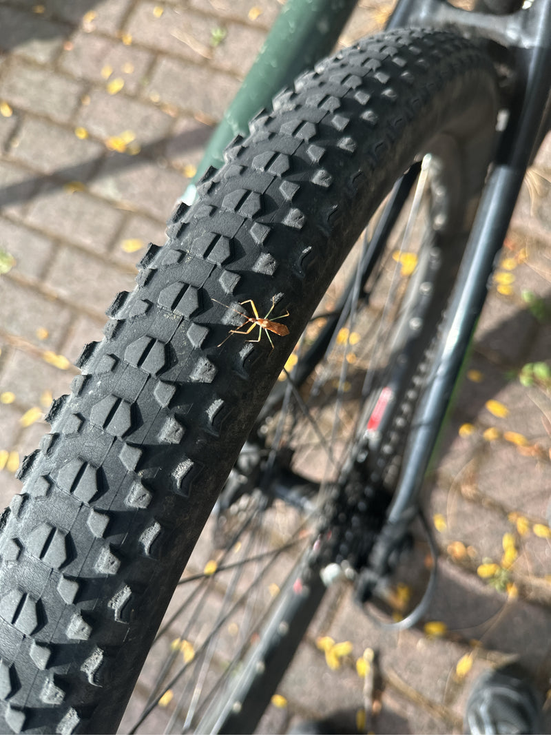 Auf dem Profil eines Fahrradreifens sitzt eine Gemeine Mordwanze. Das Insekt ist in Aufsicht gut zu erkennen.