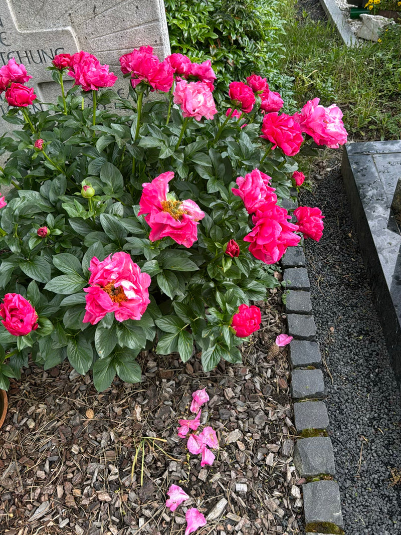 Gemeine Pfingstrose — Bild 3
