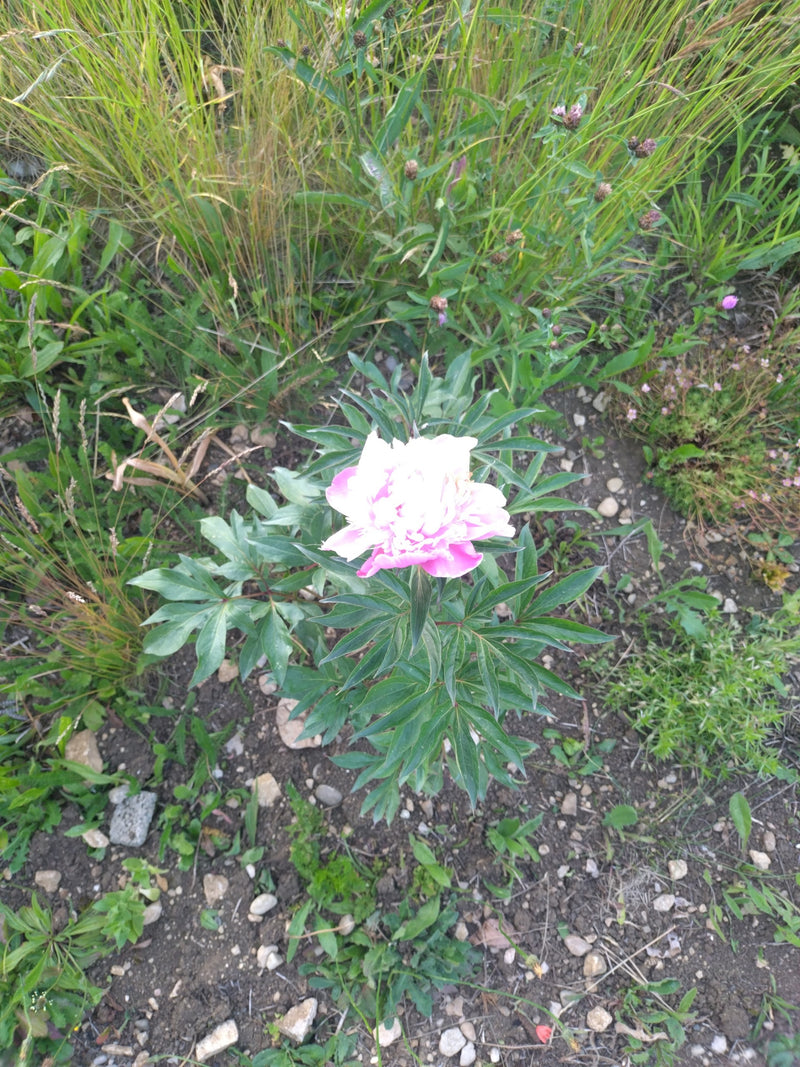 Gemeine Pfingstrose — Bild 5