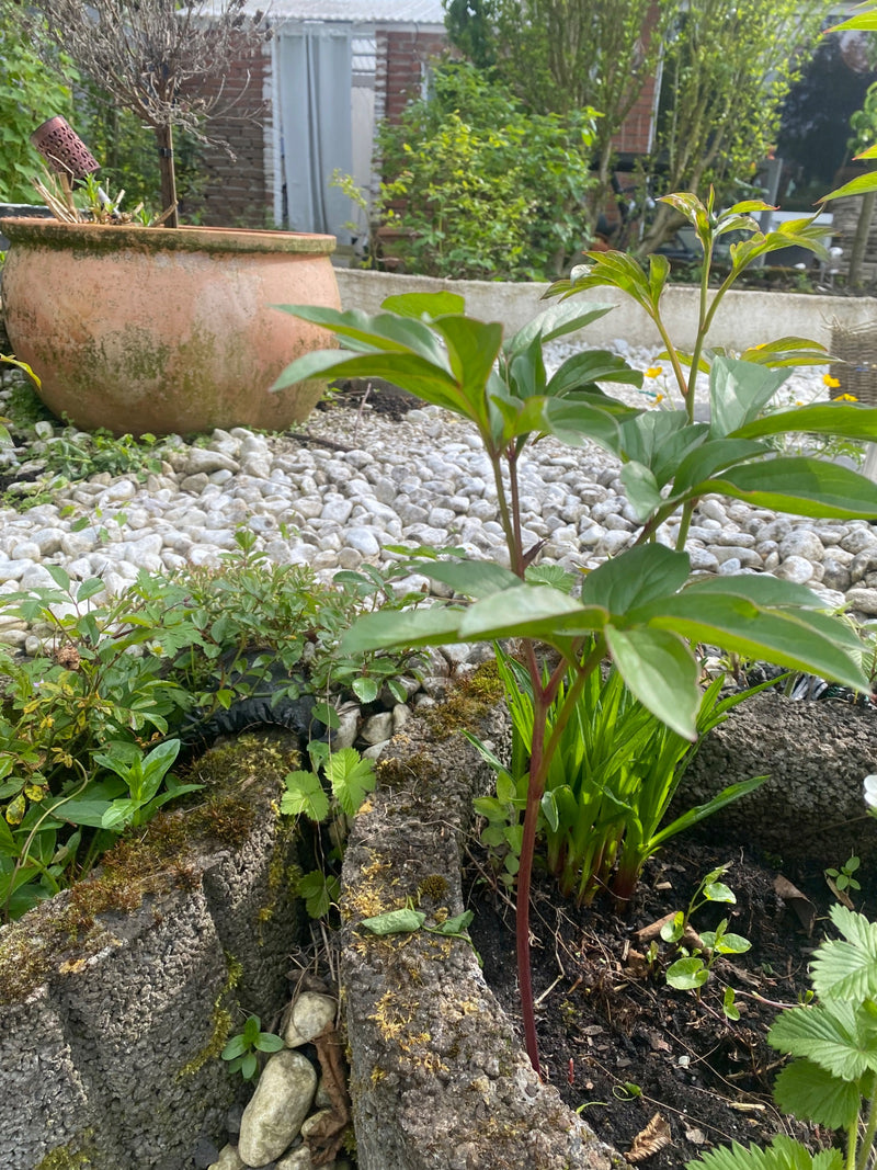 Gemeine Pfingstrose — Bild 4