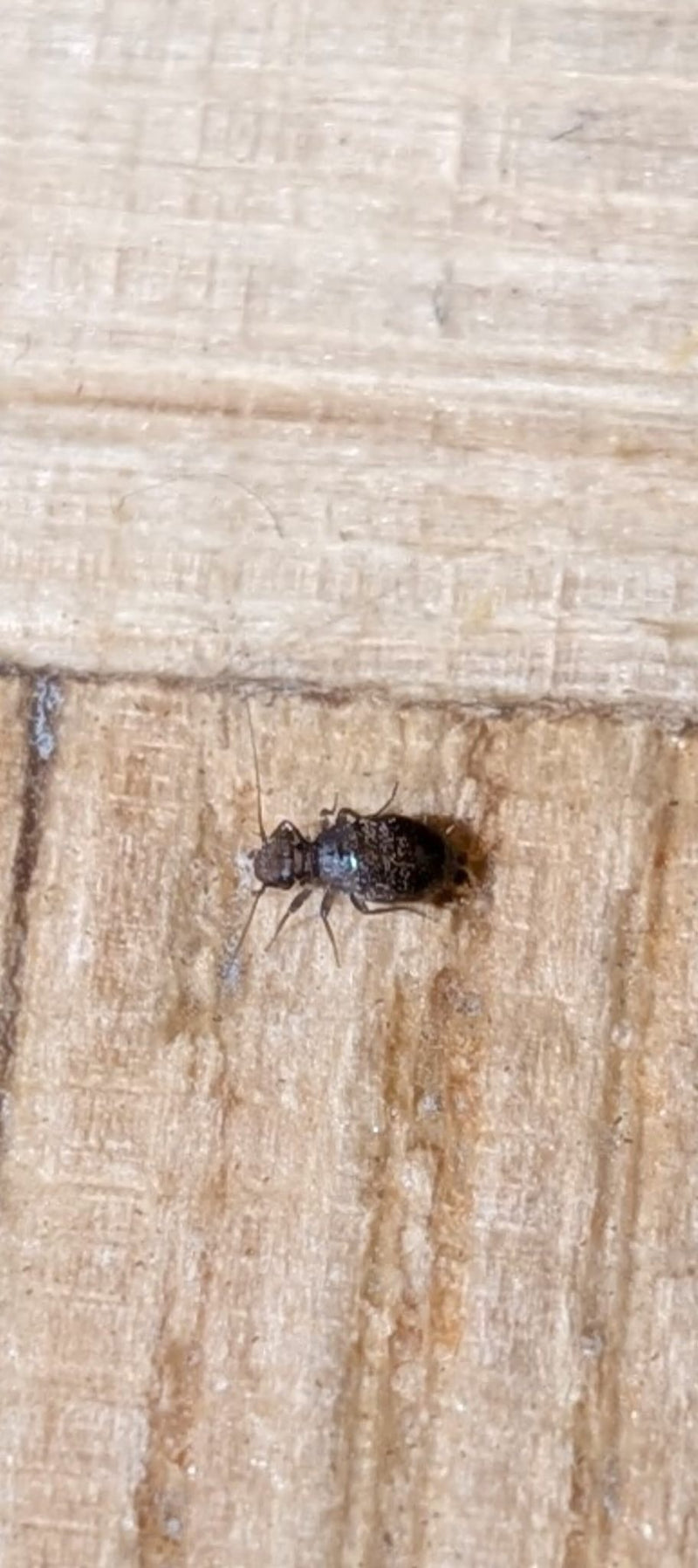 Eine flügellose Gemeine Rindenlaus sitzt auf einer hellen Holzoberfläche. Das Insekt hat einen dunkel gefleckten, rundlichen Hinterleib und lange Fühler.