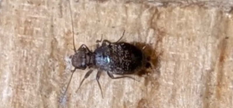 Eine Gemeine Rindenlaus (Mesopsocus unipunctatus) sitzt in dorsaler Ansicht auf einer hellen Holzoberfläche.