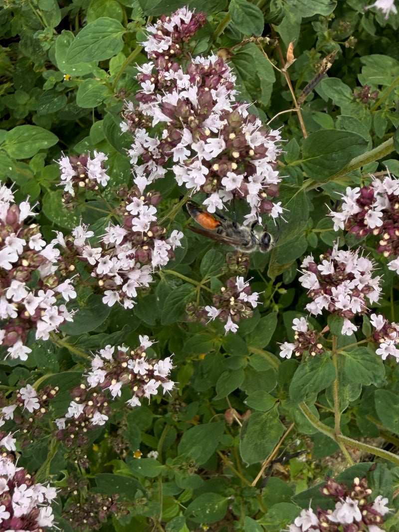 Gemeine Sandwespe — Bild 4