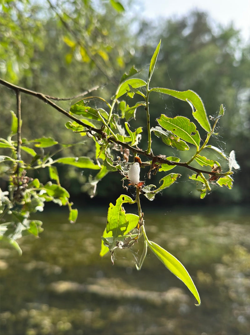 Gemeine Schaumzikade — Bild 2