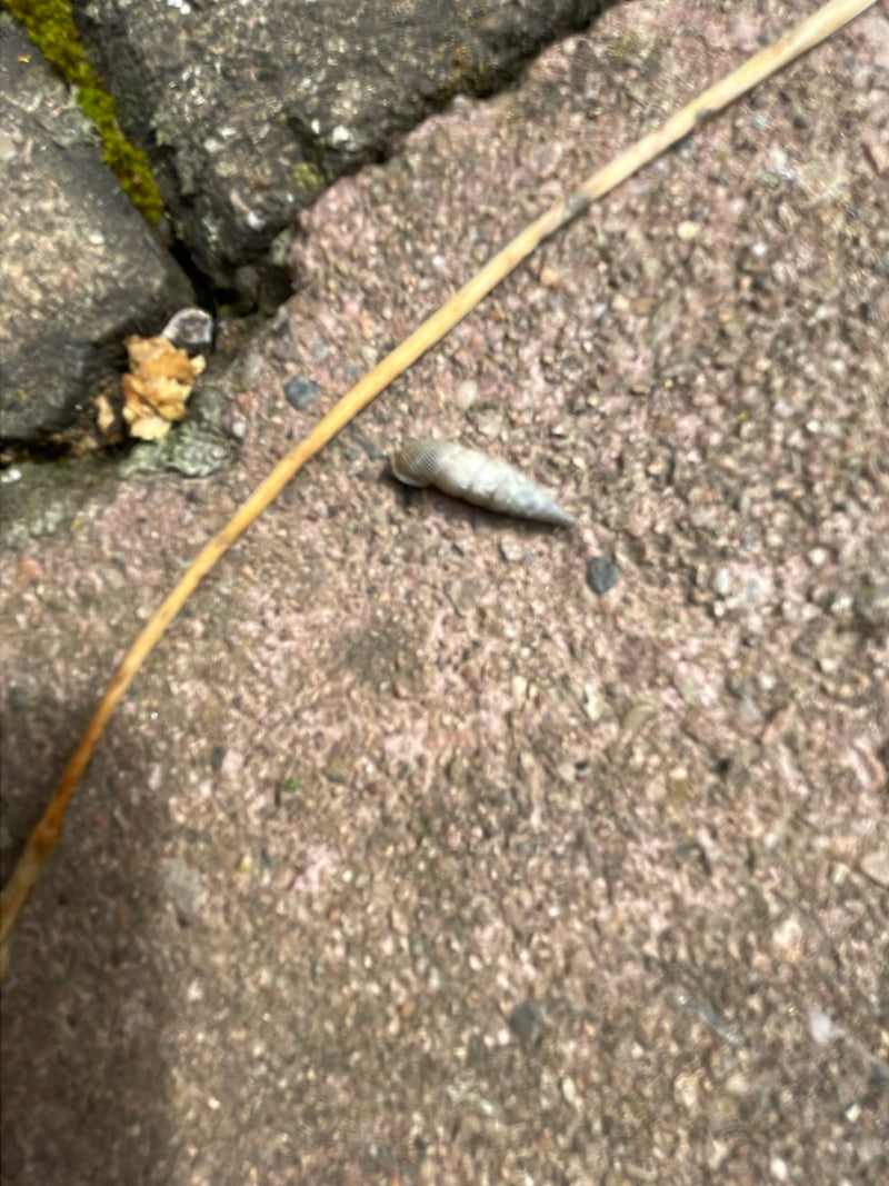 Gemeine Schließmundschnecke — Bild 1