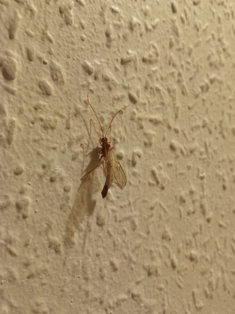 Gemeine Schlupfwespe — Bild 2