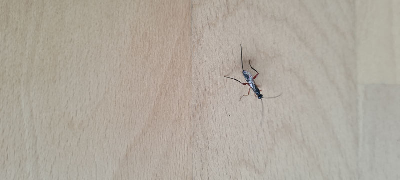 Gemeine Schlupfwespe — Bild 1