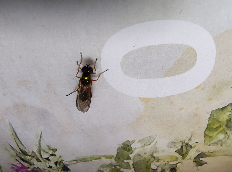 Eine Gemeine Wiesenschwebfliege sitzt auf einer hellen, gemusterten Oberfläche. Das Insekt ist gut erkennbar und zeigt seine charakteristischen Körpermerkmale.