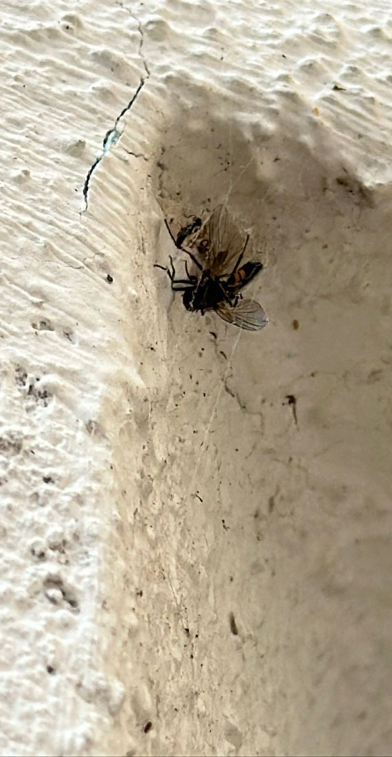 Gemeine Schwebfliege — Bild 4