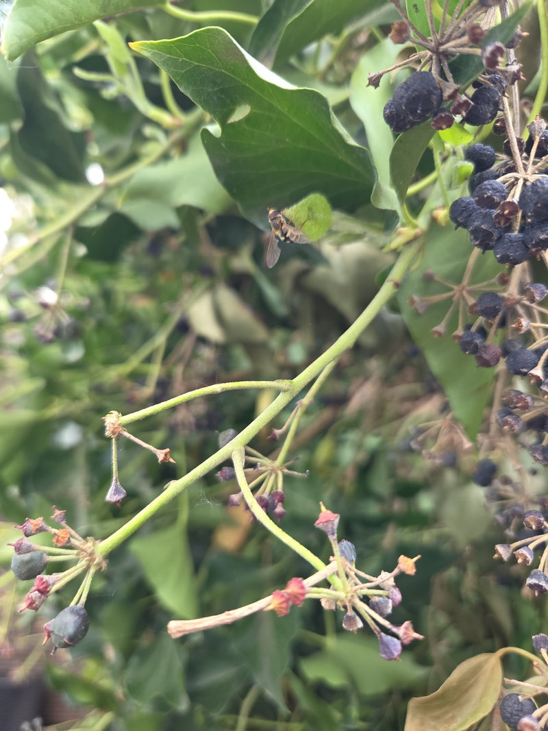 Gemeine Schwebfliege — Bild 2