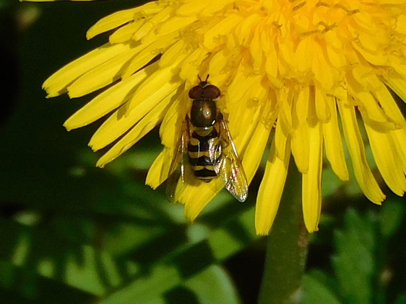 Gemeine Schwebfliege — Bild 5
