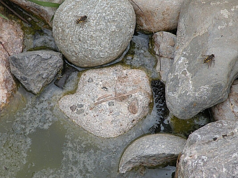 Gemeine Schwebfliege — Bild 3