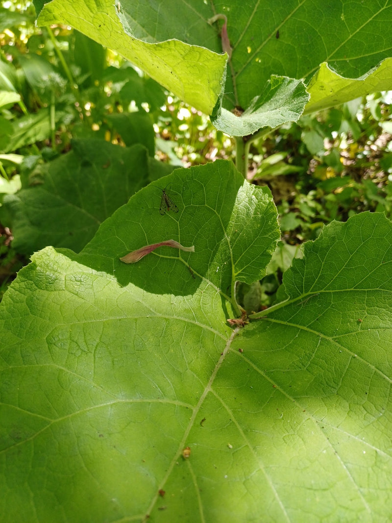 Gemeine Skorpionsfliege — Bild 4