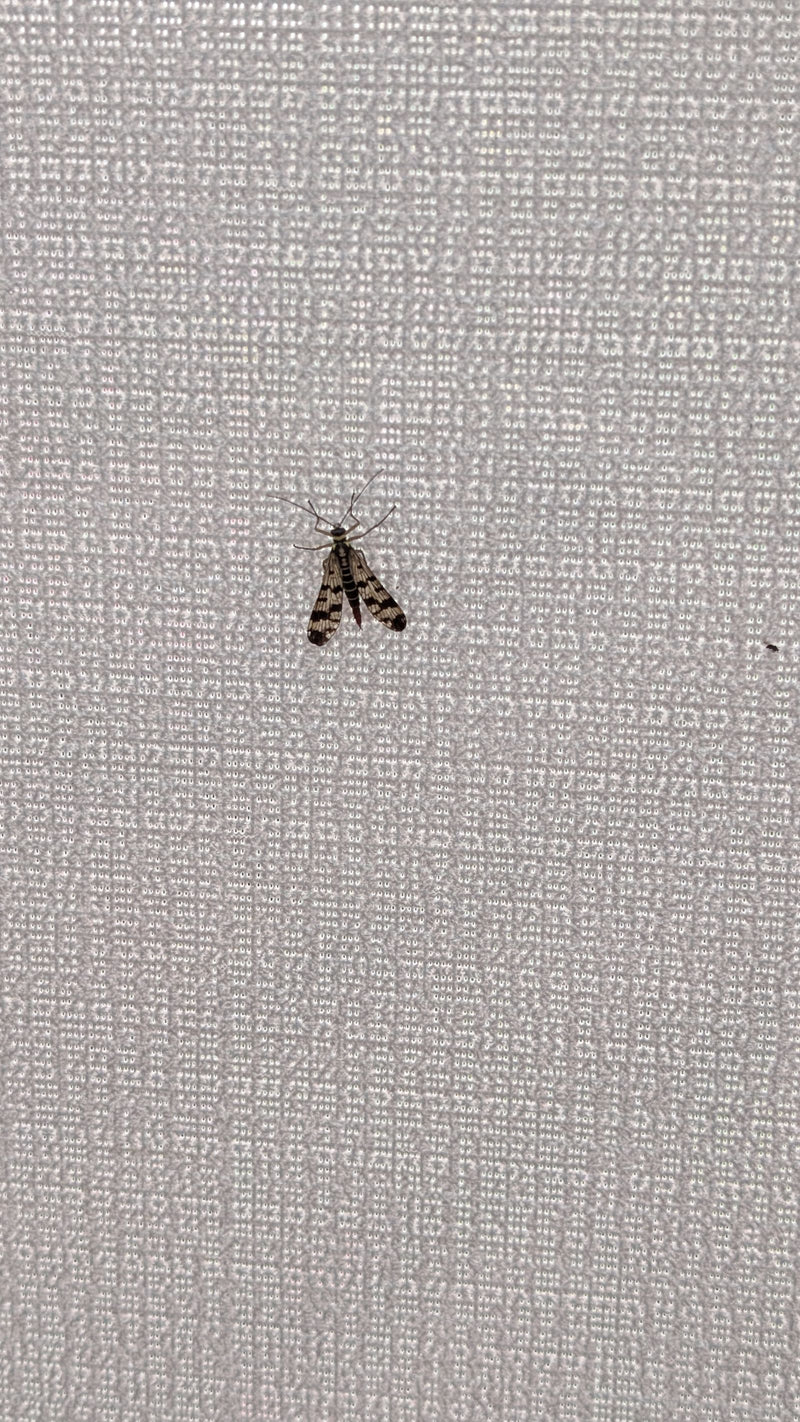 Gemeine Skorpionsfliege — Bild 1