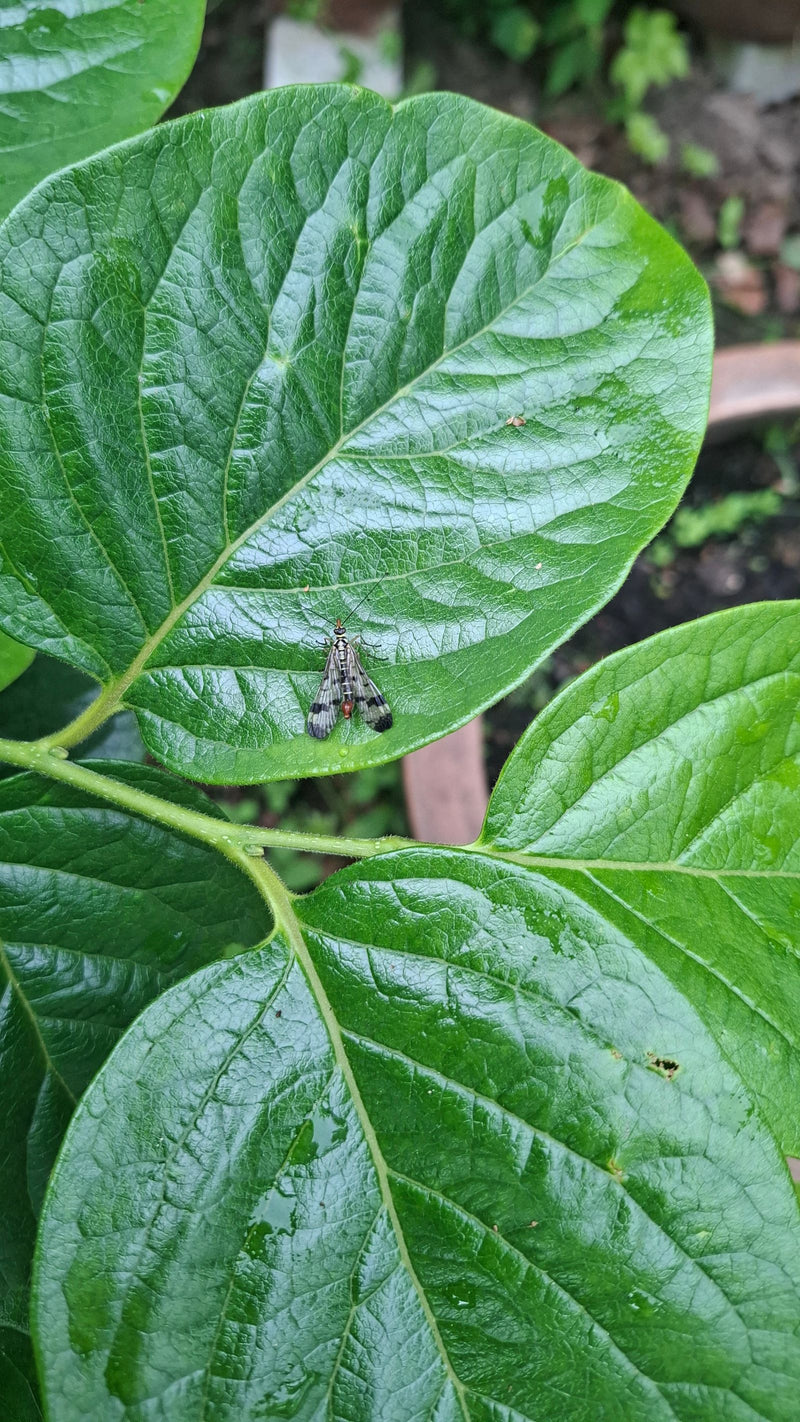 Gemeine Skorpionsfliege — Bild 3