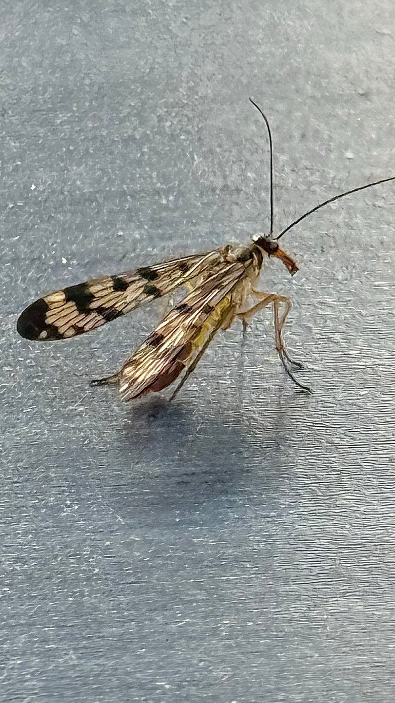 Gemeine Skorpionsfliege — Bild 2
