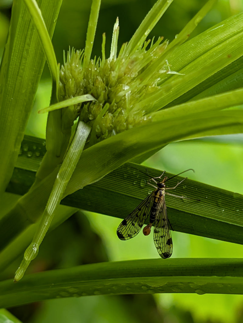 Gemeine Skorpionsfliege — Bild 5