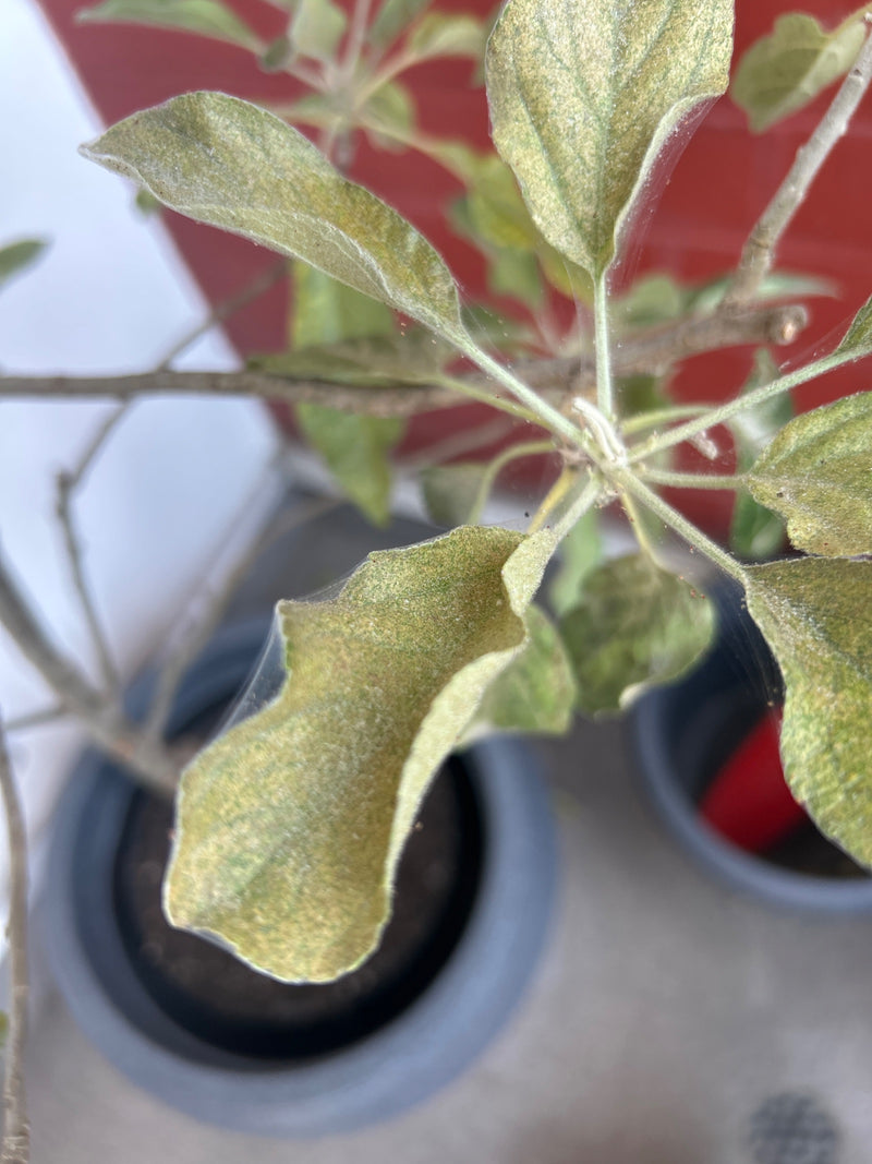 Gemeine Spinnmilbe — Bild 1