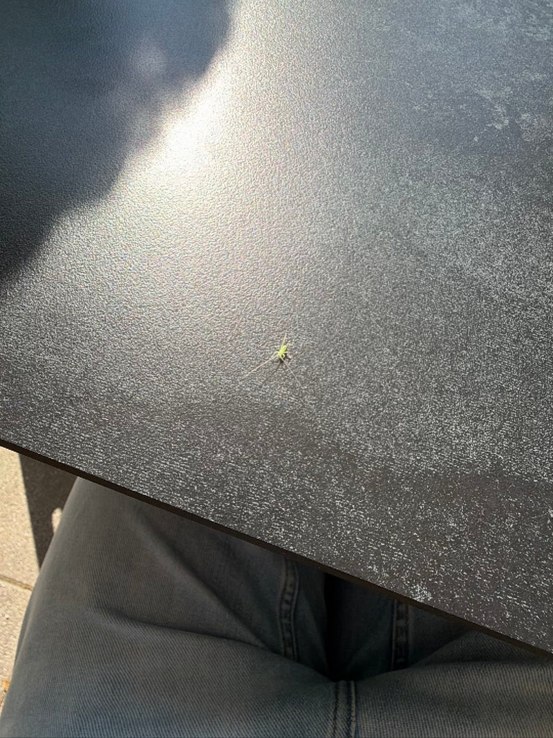 Eine winzige Nymphe der Gemeinen Strauchschrecke sitzt auf einer dunklen Oberfläche im Freien. Das Insekt ist sehr klein und schwer zu erkennen.