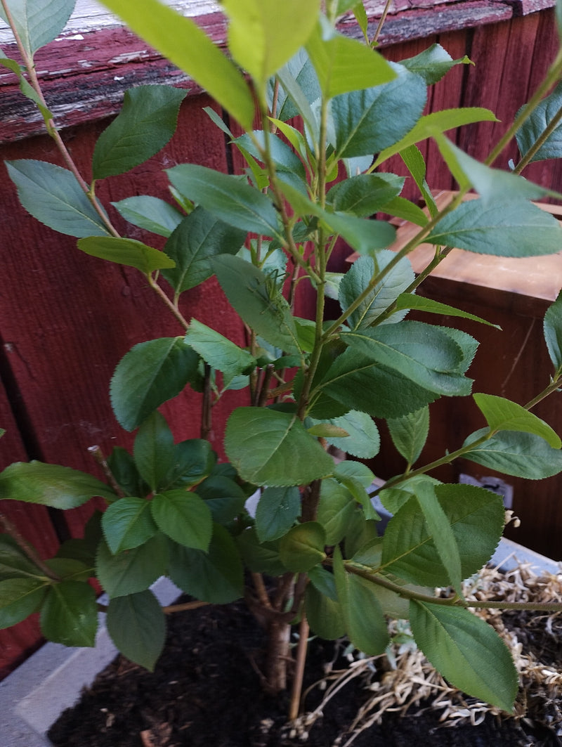 Gemeine Strauchschrecke (Nymphe) — Bild 3