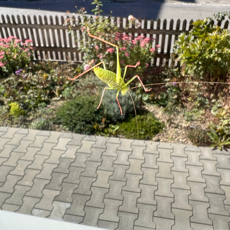 Eine Nymphe der Gemeinen Strauchschrecke sitzt an einer Glasscheibe vor einem Gartenhintergrund.