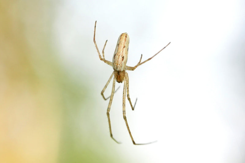 Gemeine Streckerspinne — Bild 1
