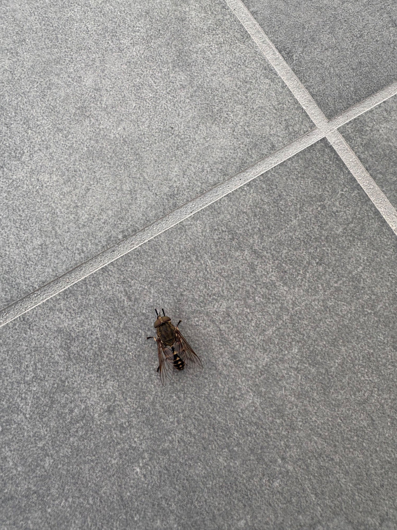 Gemeine Viehbremse — Bild 2