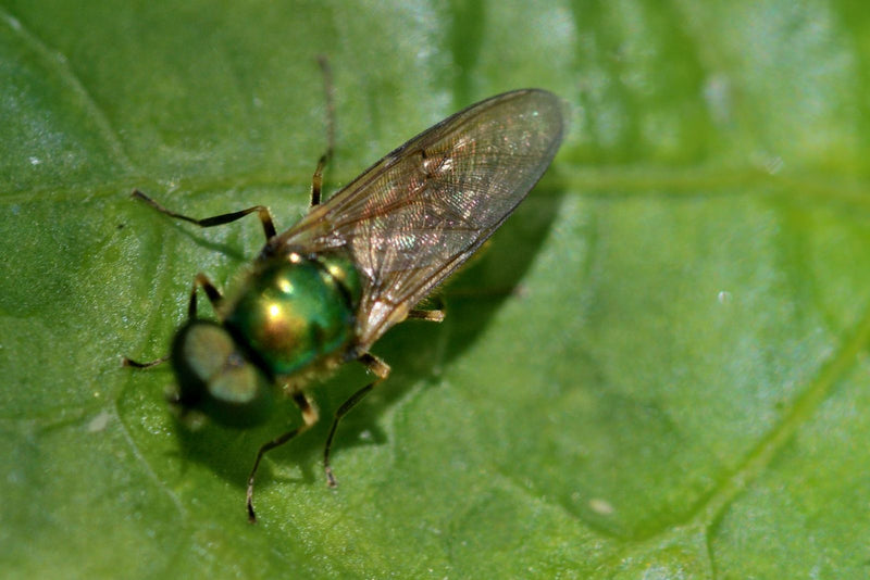 Gemeine Waffenfliege — Bild 1