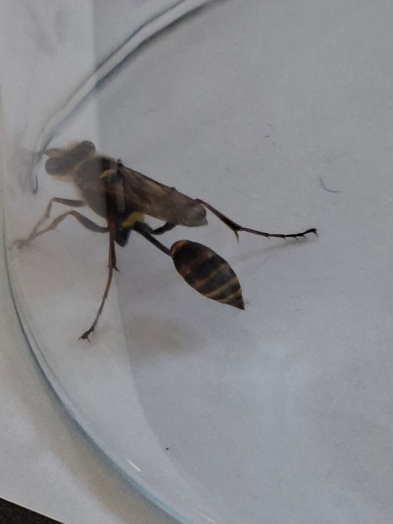 Gemeine Waldschwebfliege — Bild 3