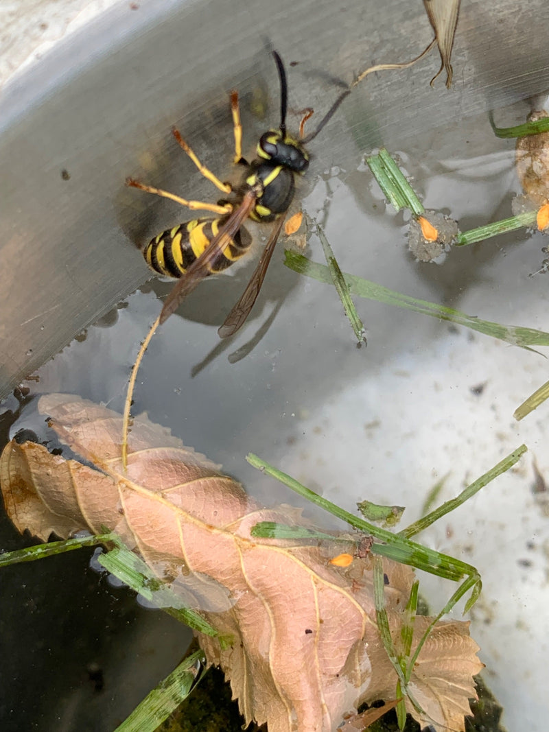 Gemeine Wespe — Bild 5
