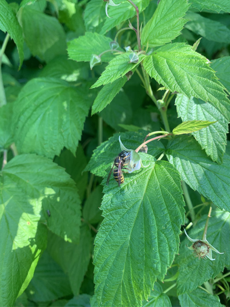 Gemeine Wespe — Bild 3