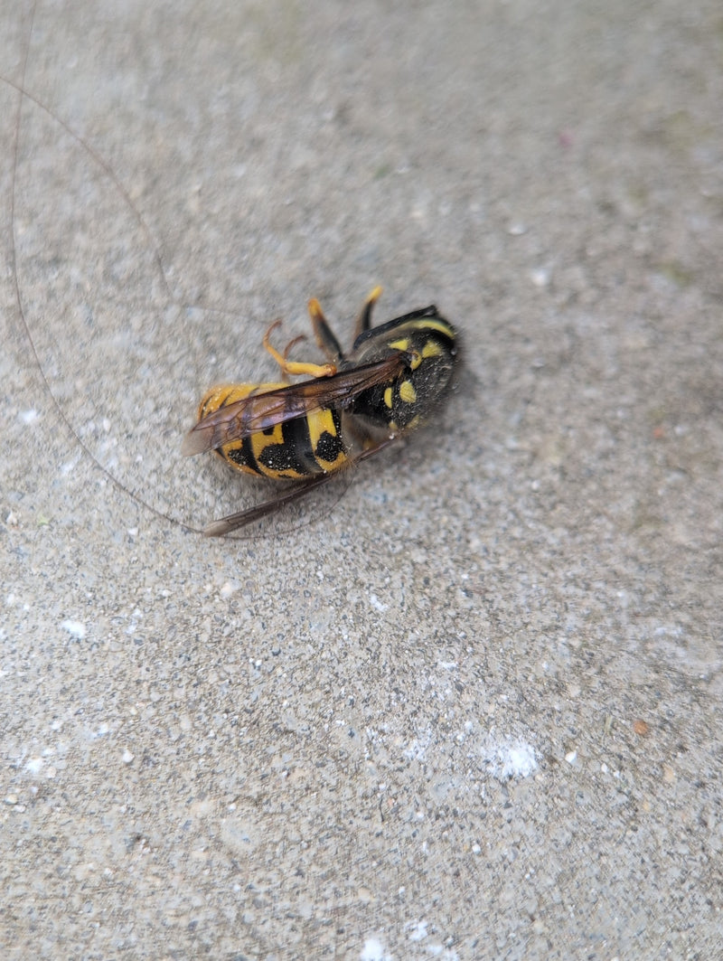 Gemeine Wespe — Bild 2