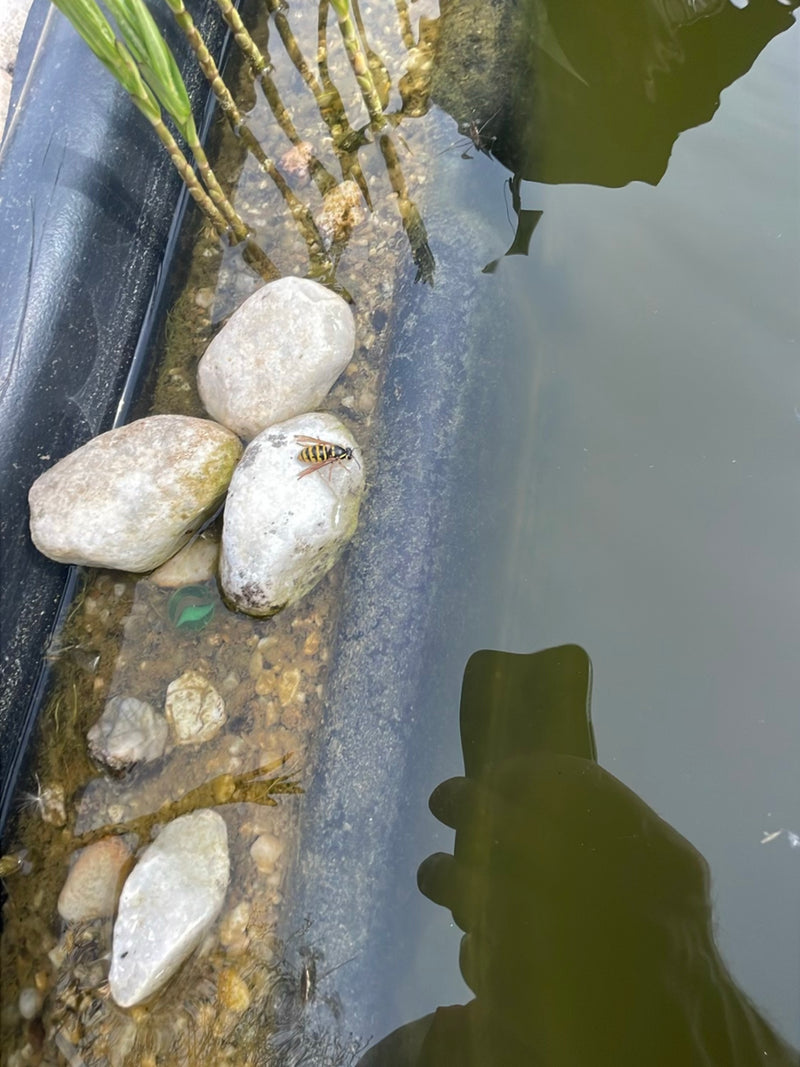Gemeine Wespe — Bild 4